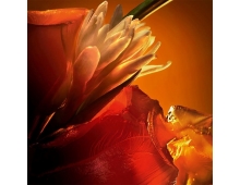 Christian Louboutin Fetiche L'Ambre